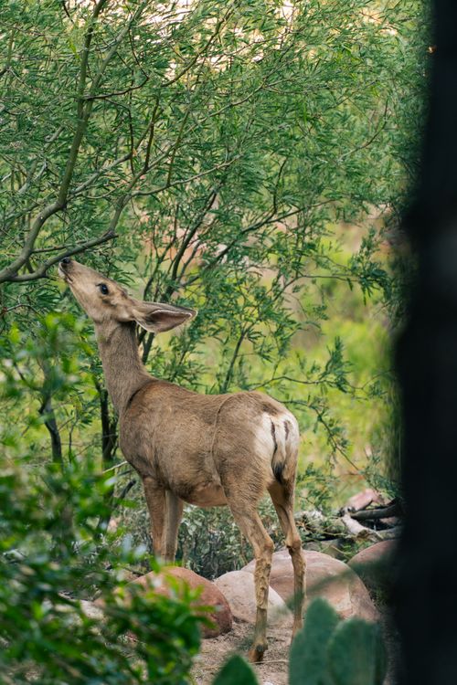 Free A deer grazes among lush green foliage in the Arizona wilderness, capturing the essence of wildlife and nature. Stock Photo