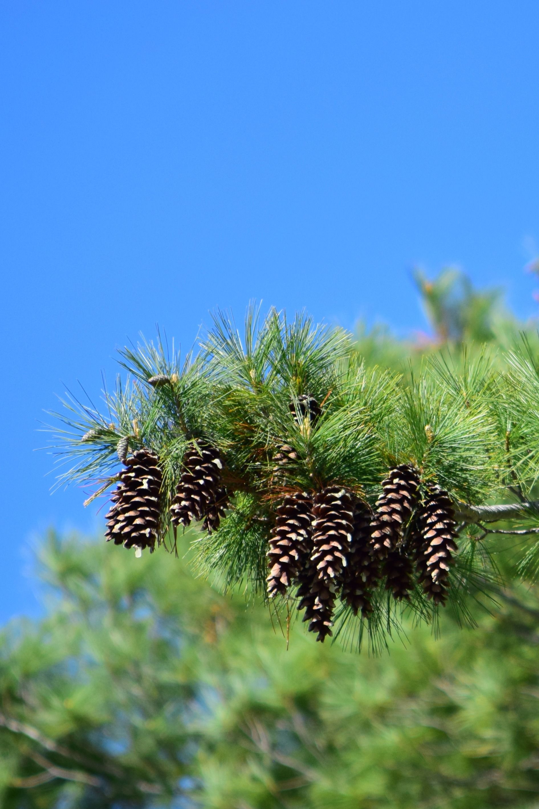Close-up of pine cones on a green pine tree branch with a clear blue sky background.