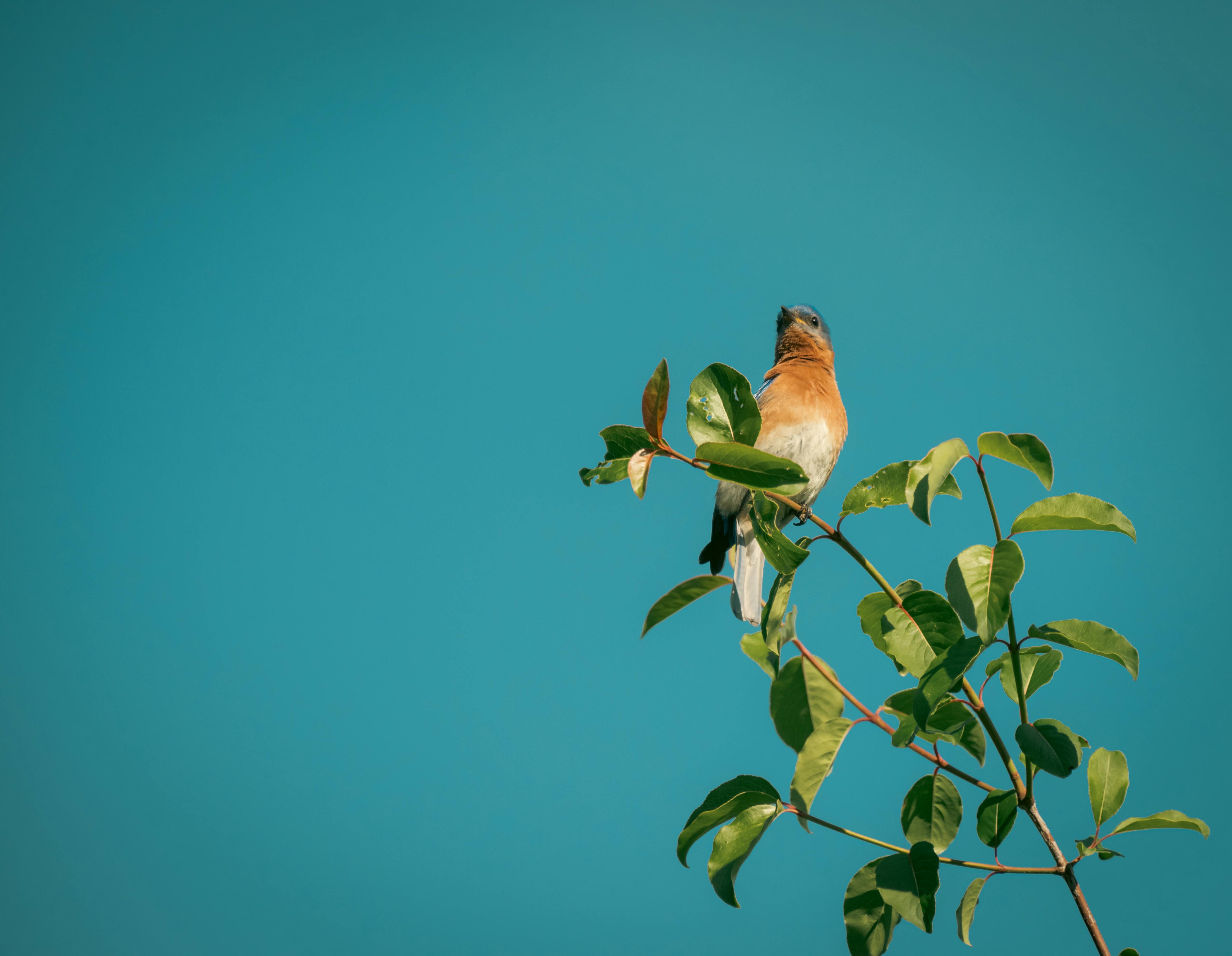A serene capture of an Eastern Bluebird resting on a leafy branch, set against a vibrant blue sky.