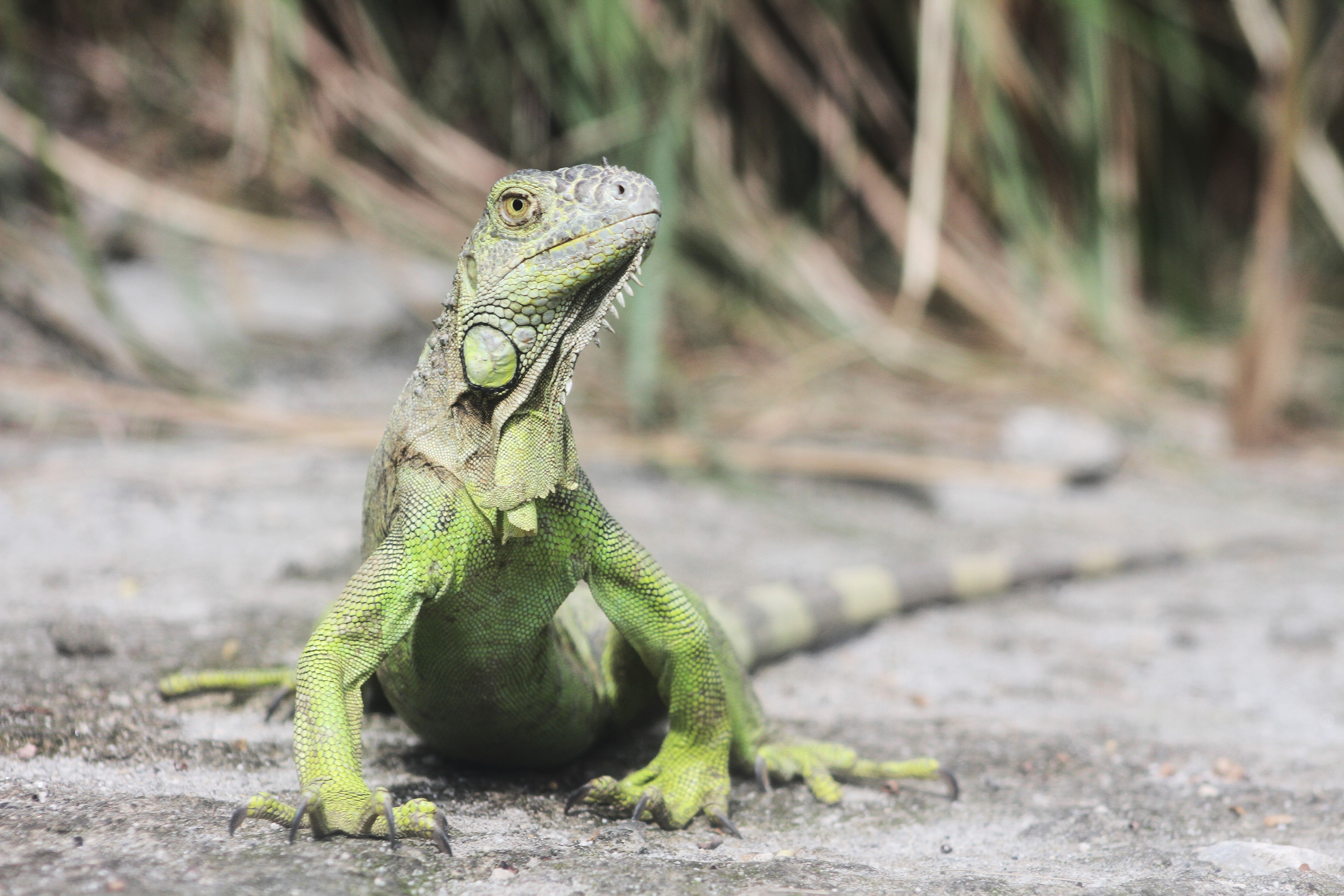Vibrant Green Iguana in Natural Habitat · Free Stock Photo