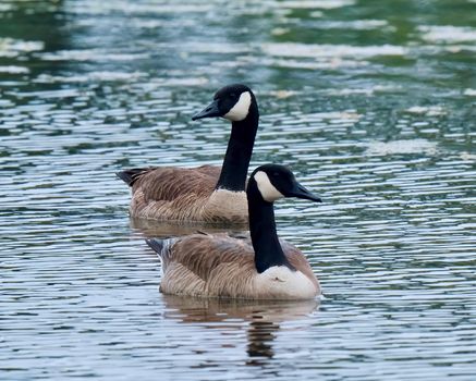 Two Canadian geese gracefully swimming in a tranquil pond with reflective water surface.