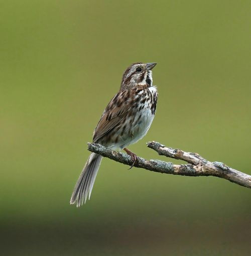 Free A picturesque song sparrow perched gracefully on a branch against a soft green backdrop in Decatur, Alabama. Stock Photo