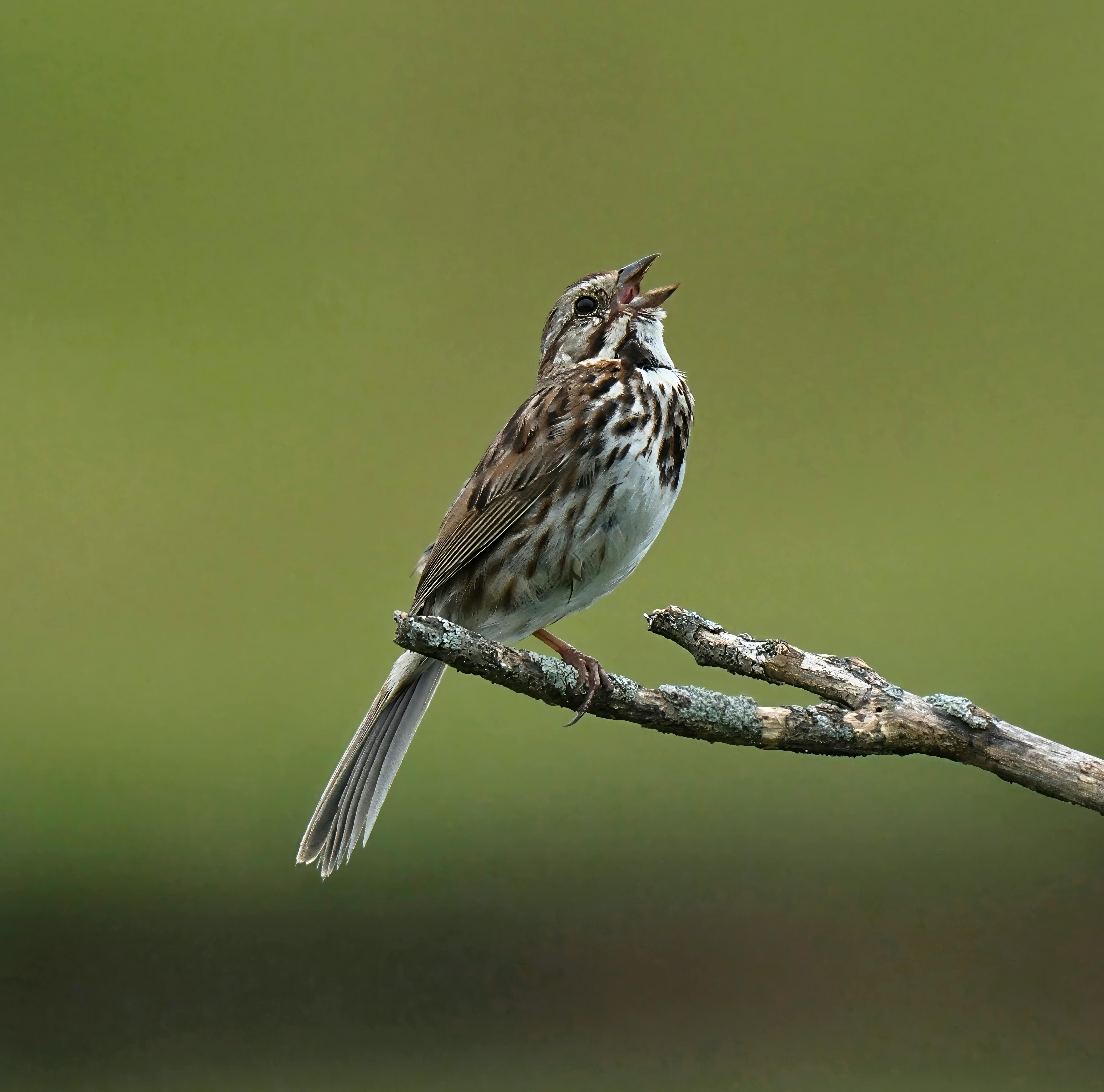 XNXX FREE PORN VIDEOS visual data 8