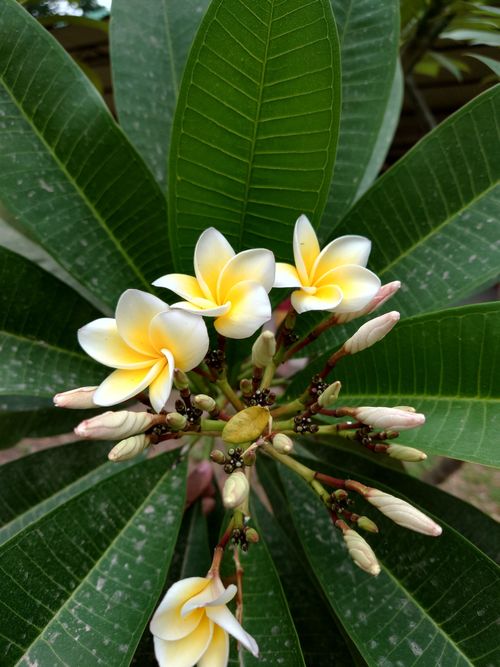 Free Close-up of vibrant frangipani flowers with lush green leaves. Perfect for nature themes. Stock Photo