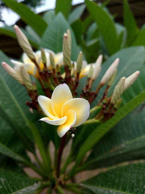 Free Close-up of vibrant plumeria flowers with green leaves, showcasing natural beauty. Stock Photo