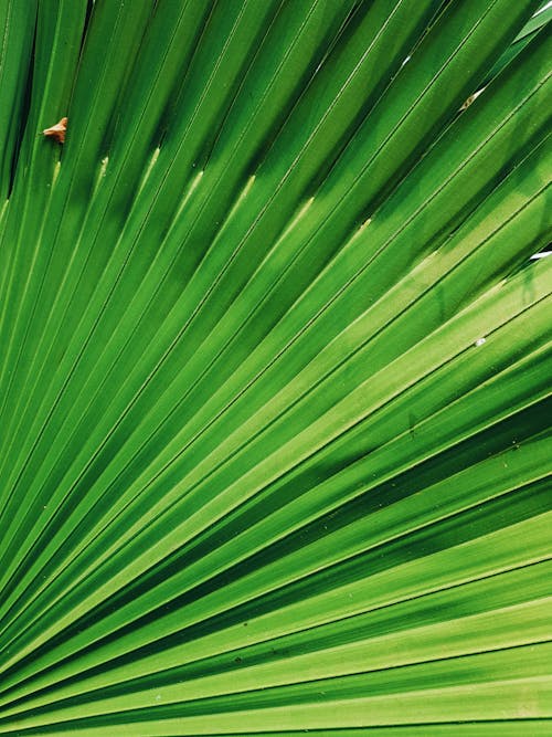 Close-Up Photo of Green Leaves