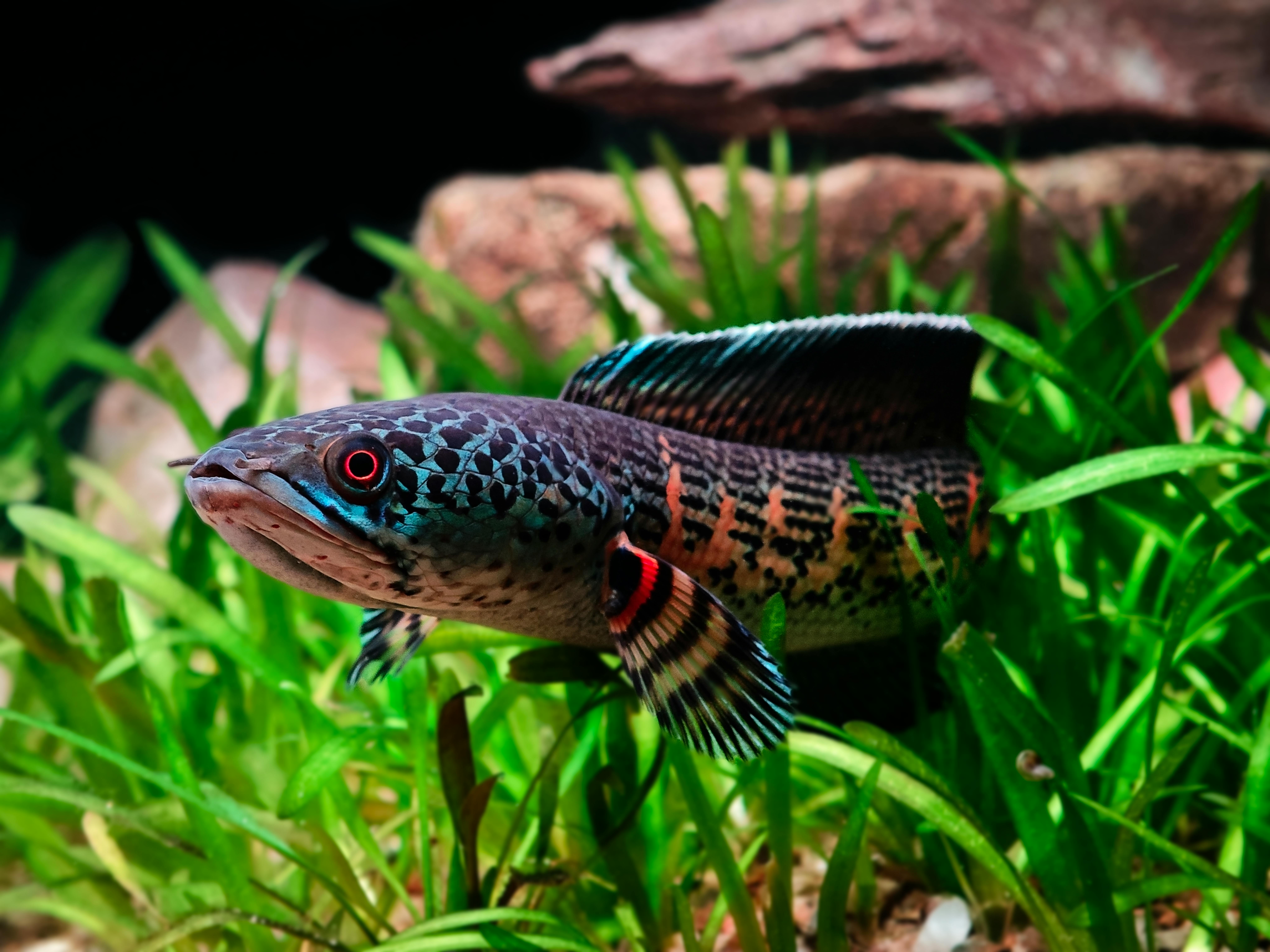 Close-up of a colorful Peacock Goby fish swimming in a vibrant aquarium environment.