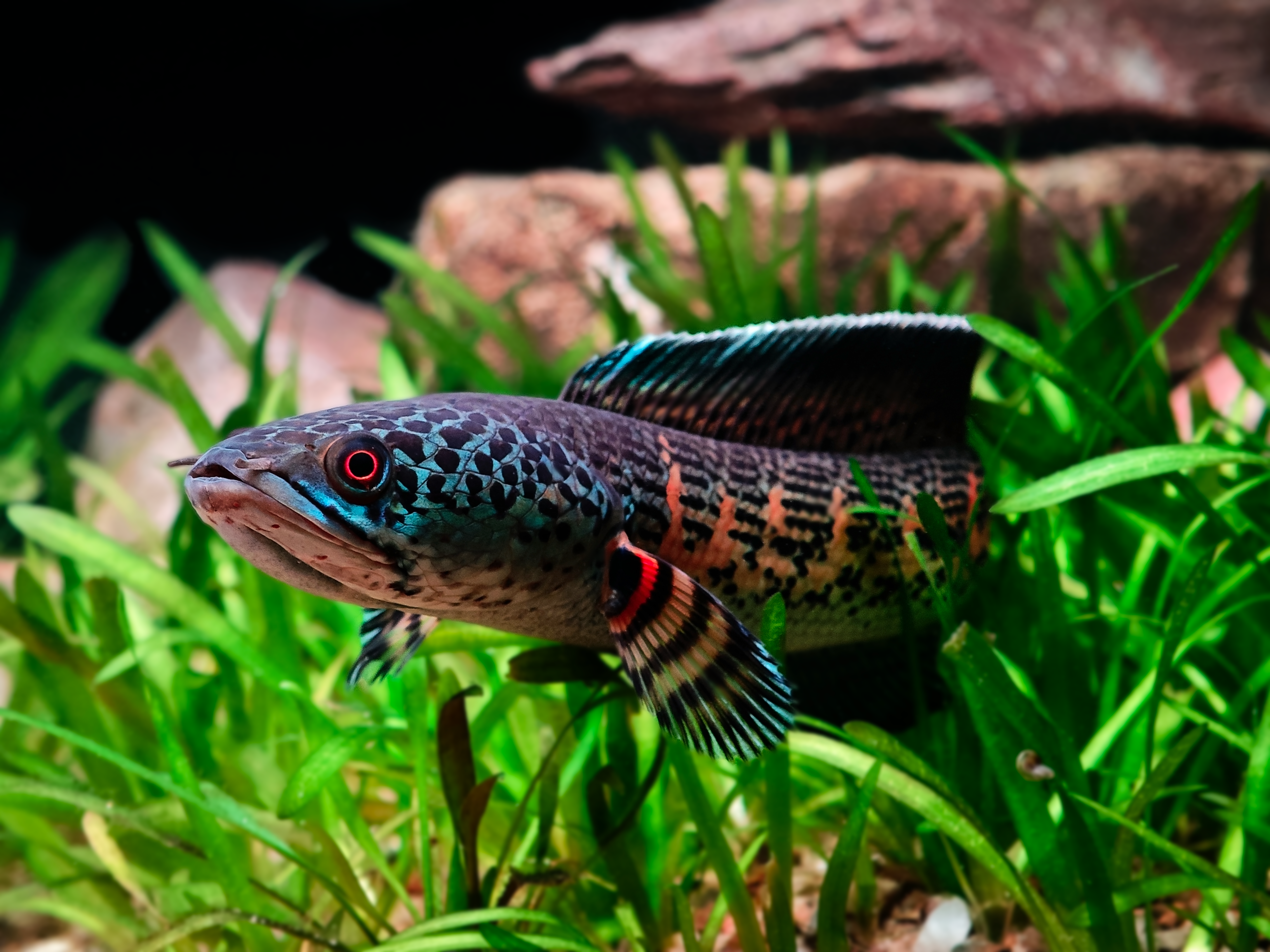 Goby Fish Photos, Download The BEST Free Goby Fish Stock Photos & HD Images