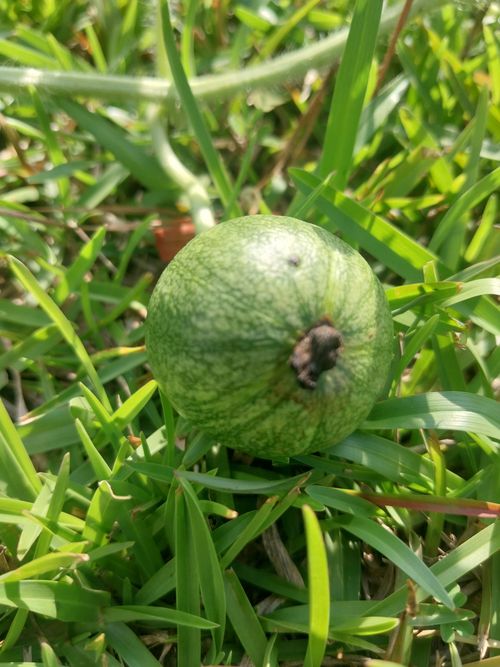 Free Baby watermelon  Stock Photo