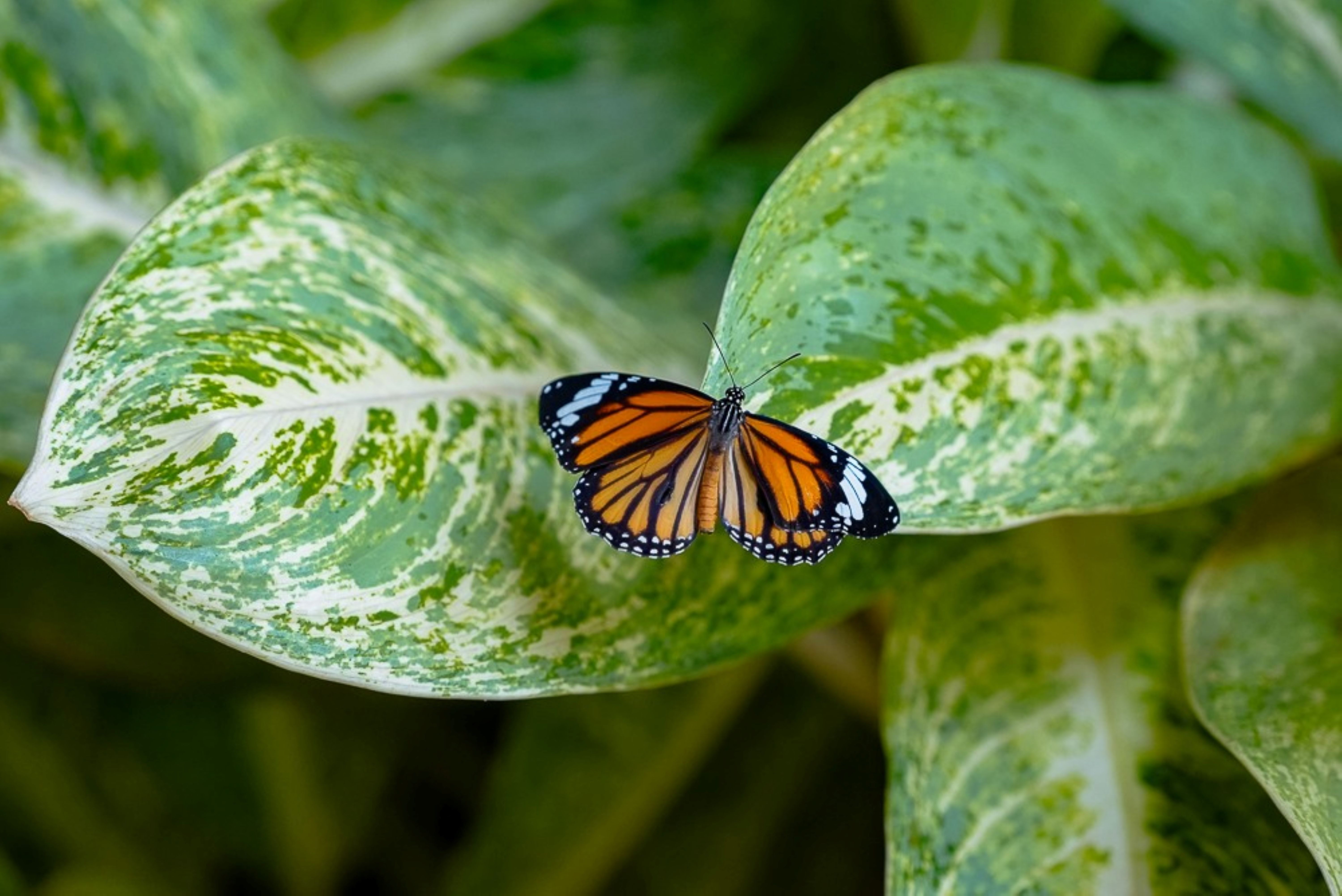 Banteay Srei Butterfly Centre