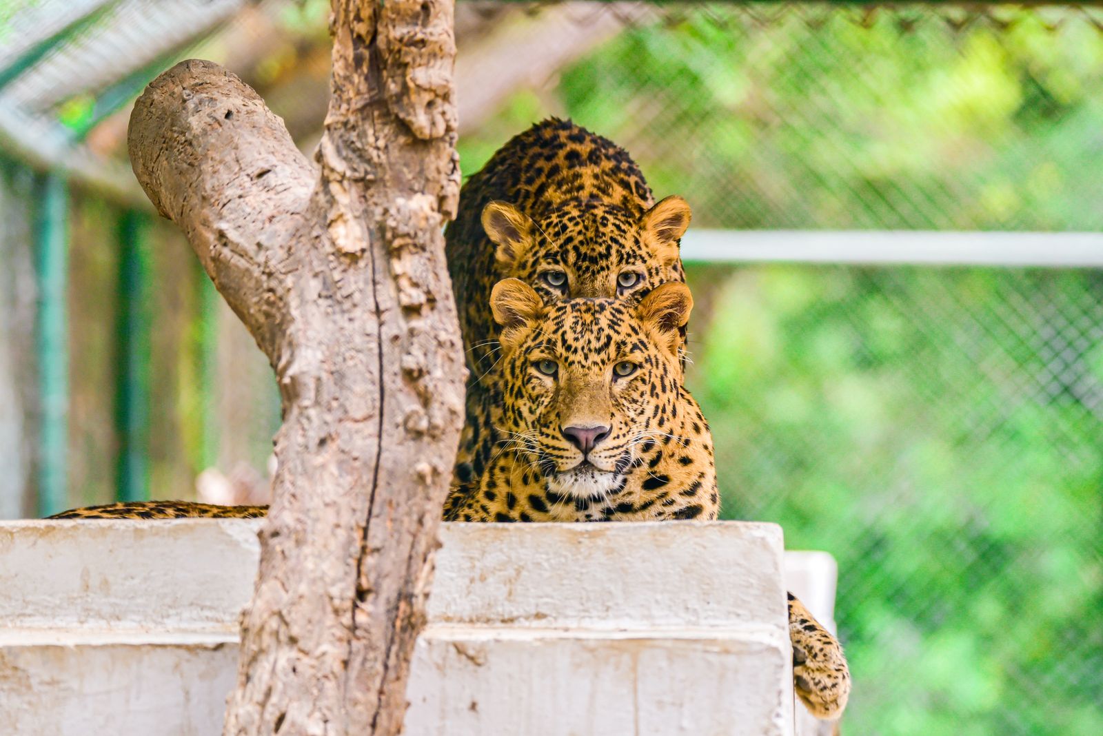 Clouded Leopard Photos, Download The BEST
