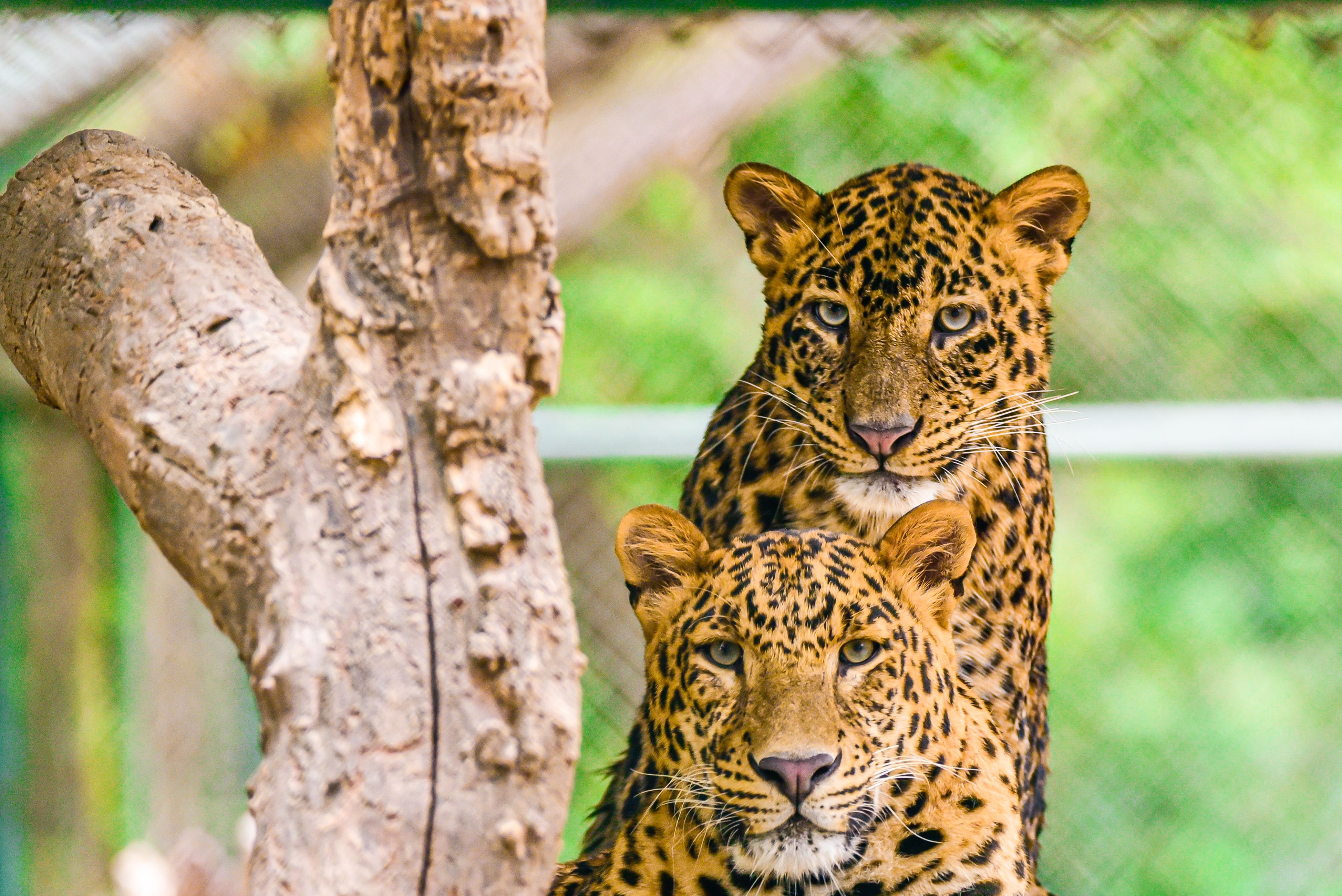 Close-Up of Two Leopards in Natural Habitat · Free Stock Photo
