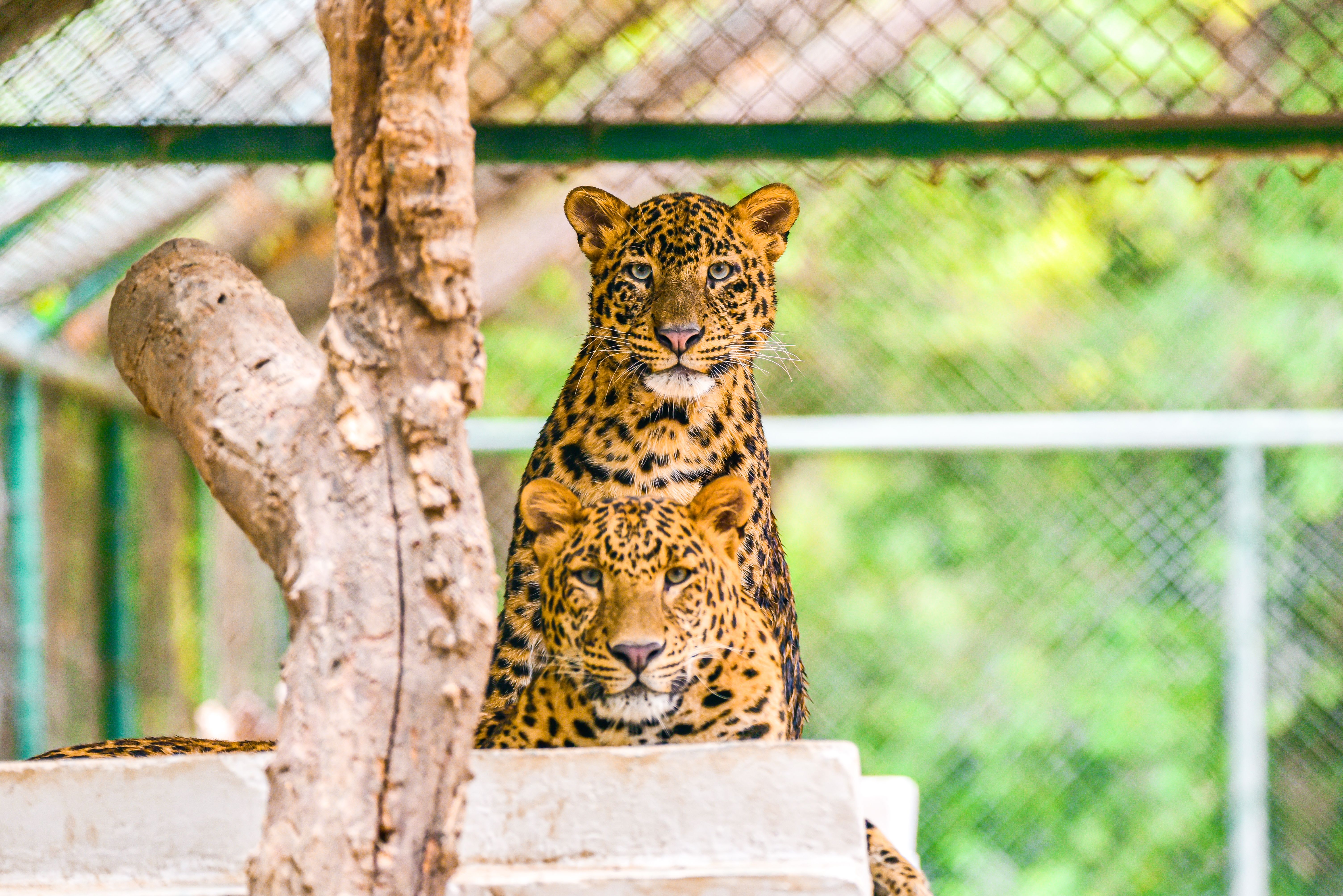 Leopard Pair in Captivity with Natural Backdrop · Free Stock Photo