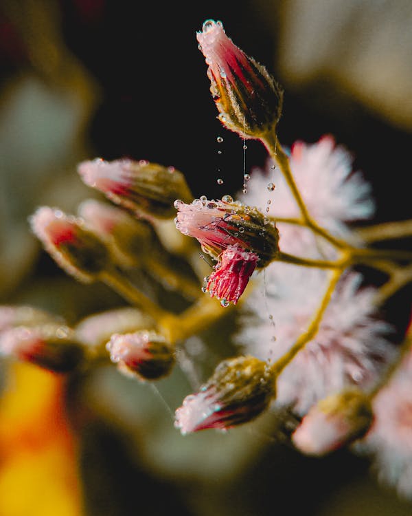 Selective Focus Photo Of Flower