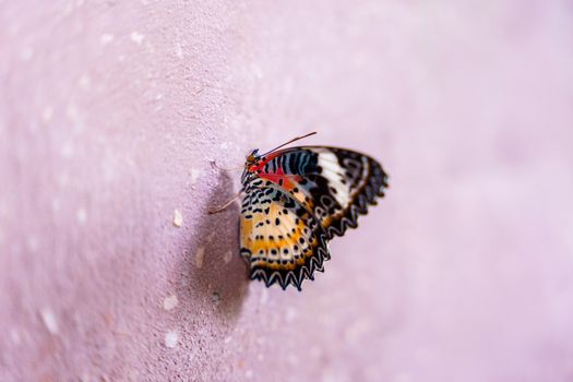 A vibrant butterfly with multicolored wings resting on a pastel textured background in Cambodia.