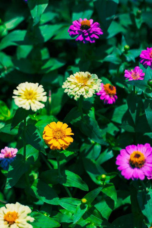 Free Colorful zinnia flowers bloom vibrantly in a lush summer garden background. Stock Photo