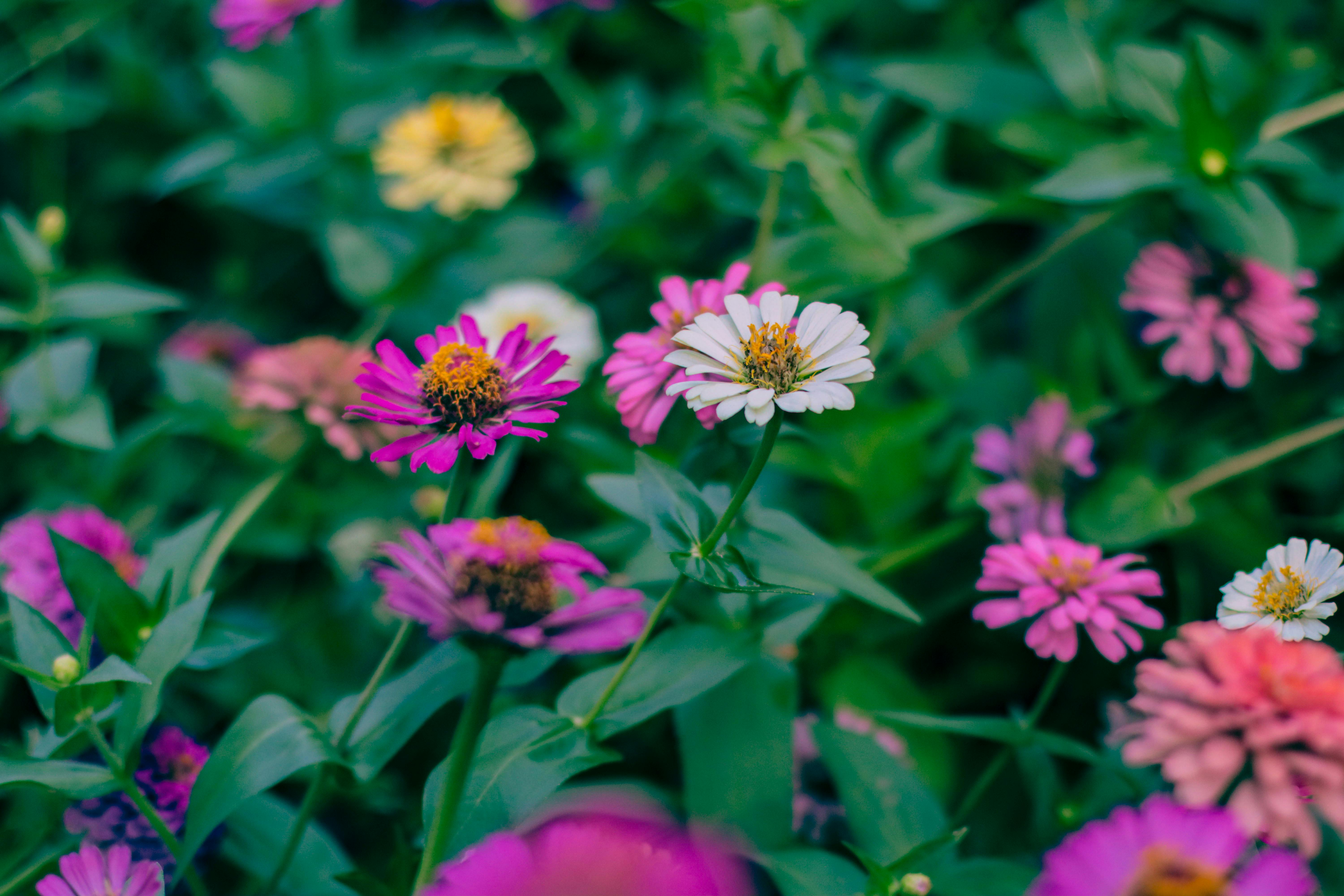 [ColoSach]-a-close-up-shot-of-colorful-zinnia-flowers-in-full-bloom-amidst-lush-green-leaves.