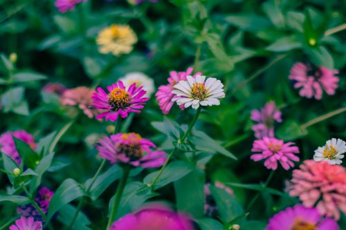 Free A close-up shot of colorful zinnia flowers in full bloom amidst lush green leaves. Stock Photo