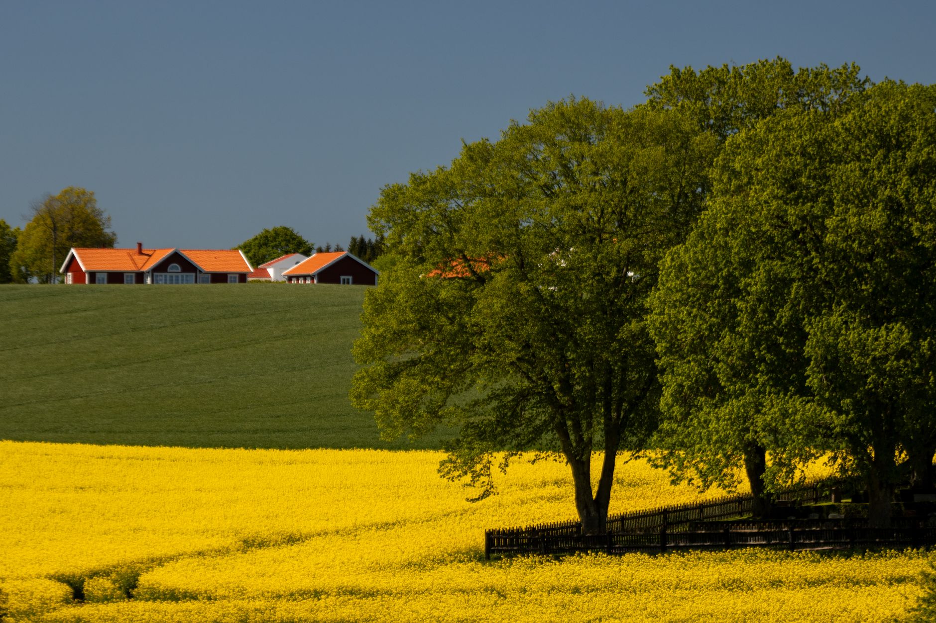 전세자금대출 조건|2025년 최신 정보 확인 11 Beautiful Swedish countryside with yellow fields and red houses under clear blue sky.