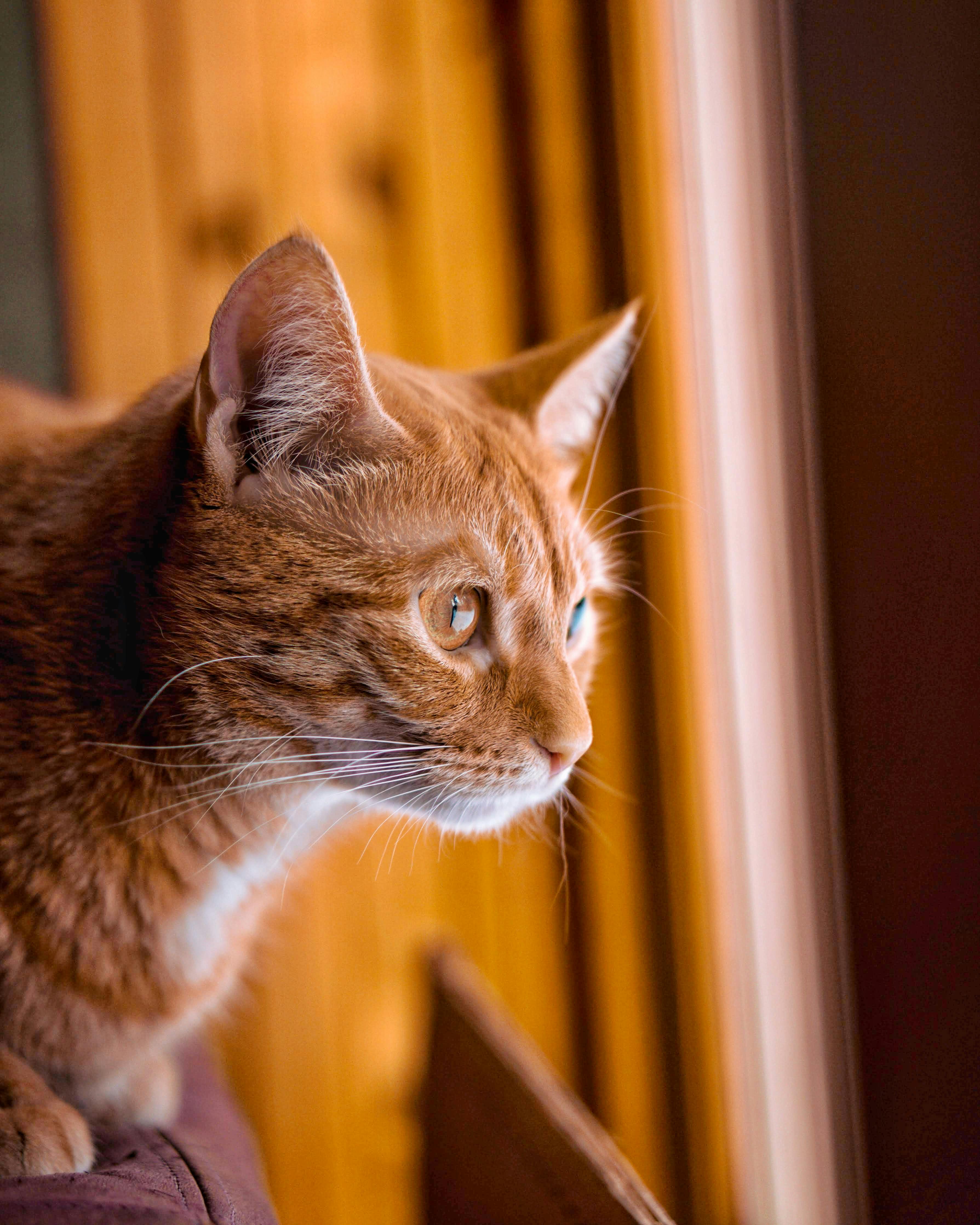 Free Stock Photo Of Cat Cats Color