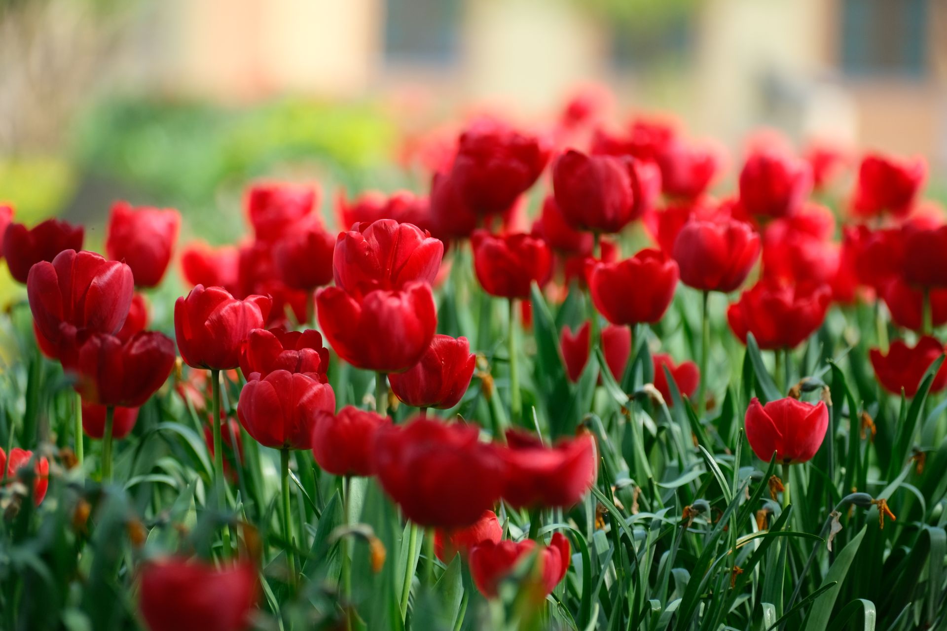 A stunning display of vibrant red tulips in full bloom, capturing the essence of spring in a lush garden.