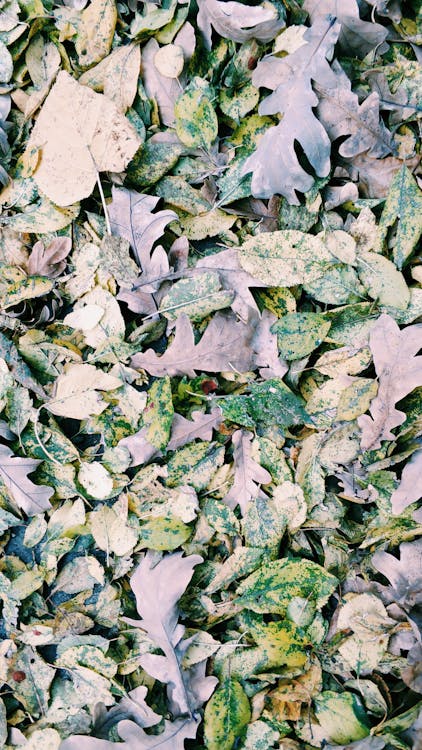 Free Gray and Green Leaves Stock Photo