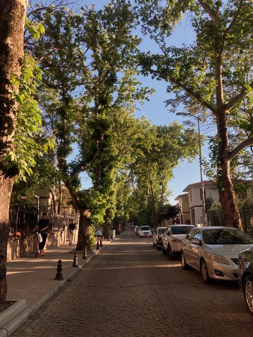 Free Charming shady residential street with parked cars on a sunny day, perfect for travel and lifestyle imagery. Stock Photo