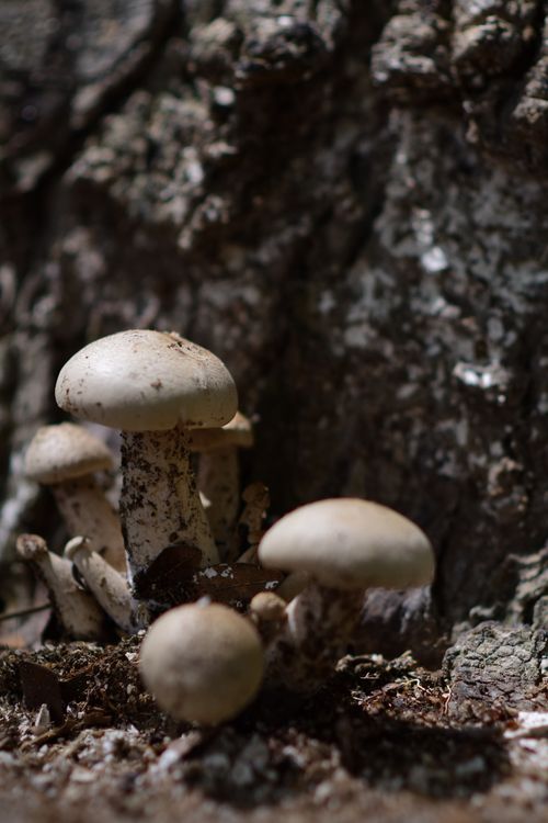 Free Detailed photo of mushrooms emerging from forest soil, offering a glimpse of nature's fungi. Stock Photo