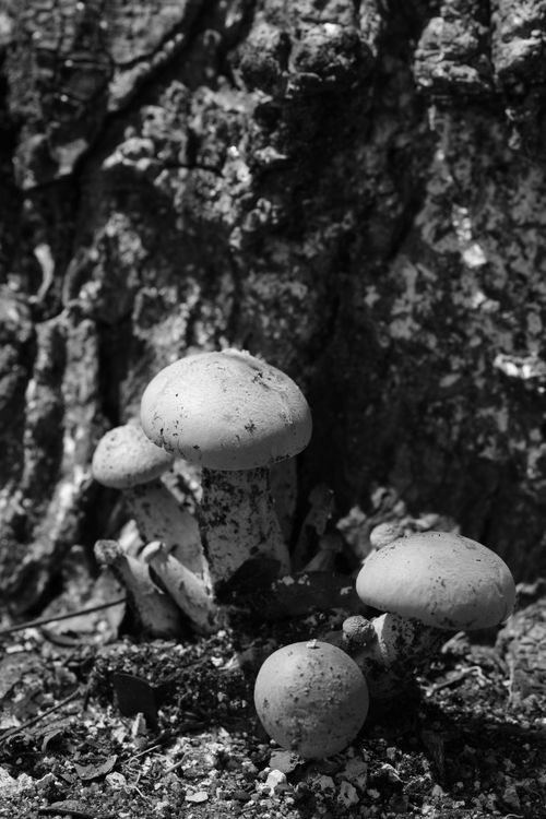 Free A cluster of mushrooms growing at the base of a tree in a forest setting, captured in black and white. Stock Photo