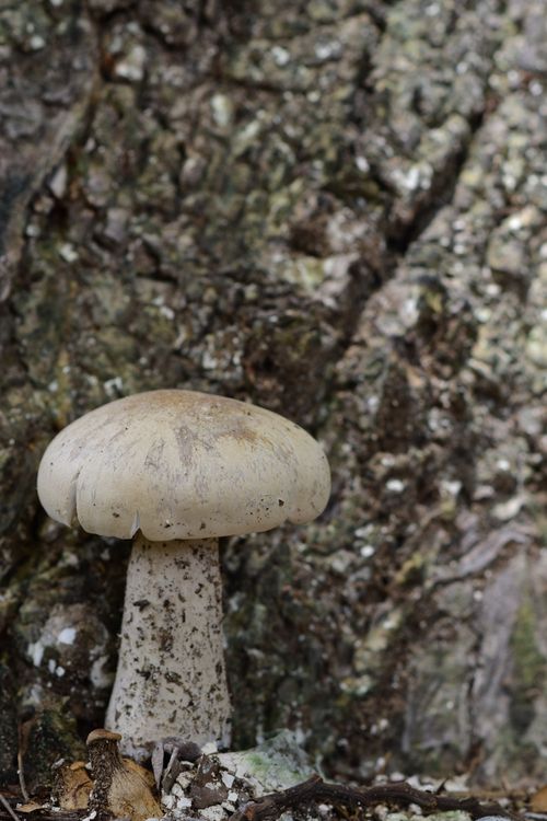 Free A detailed view of a mushroom growing at the base of a tree, showing natural textures. Stock Photo