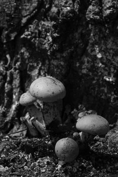 A monochrome cluster of mushrooms growing on forest floor, highlighting natural textures.