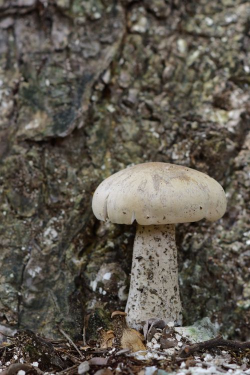 Free A detailed view of a mushroom growing naturally on a forest floor, showcasing its texture and environment. Stock Photo