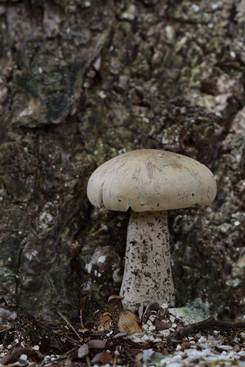 Free Close-up of a wild mushroom growing against a tree in a forest. Stock Photo