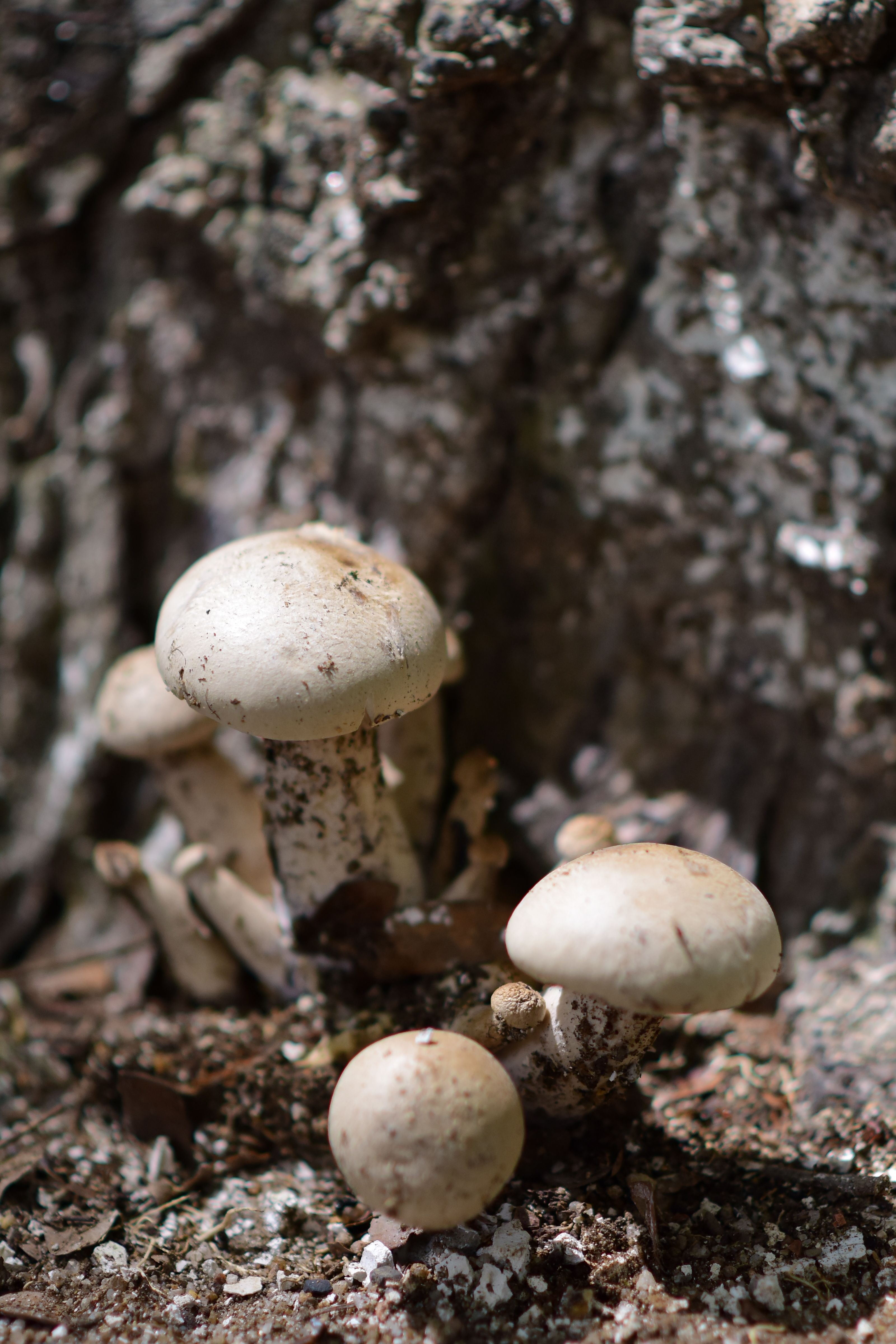 Close-up of wild mushrooms growing on a forest floor, showcasing their natural texture.