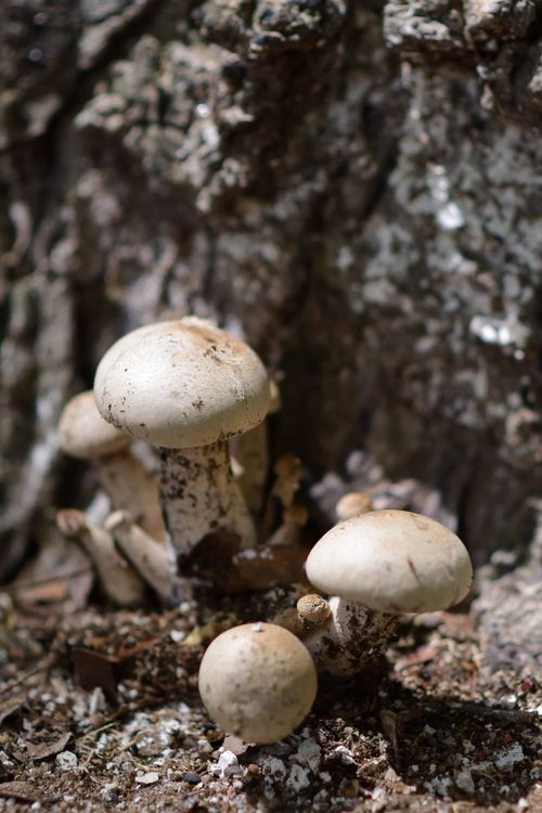 Free Close-up of wild mushrooms growing on a forest floor, showcasing their natural texture. Stock Photo