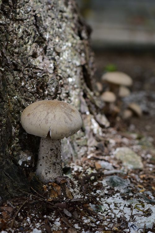Free Close-up of a wild mushroom at tree base in a natural forest setting. Stock Photo