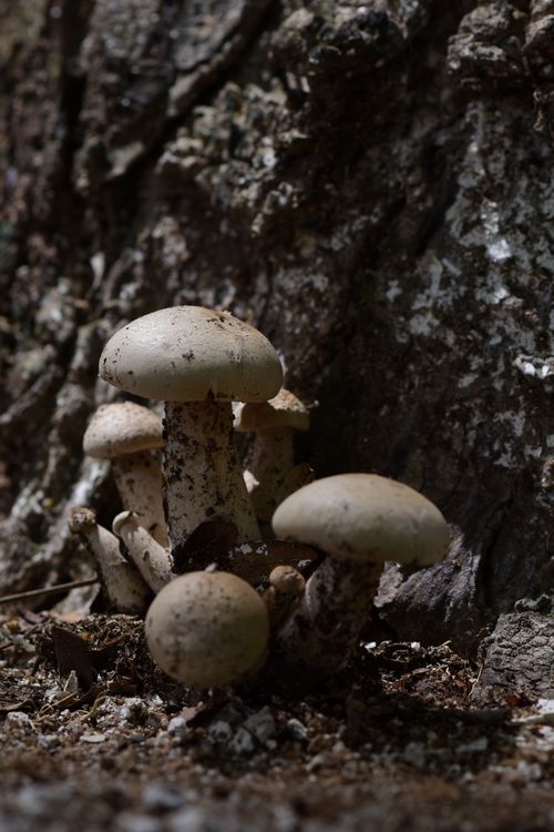 Free A close-up view of wild mushrooms growing on a forest floor with textured bark background. Stock Photo