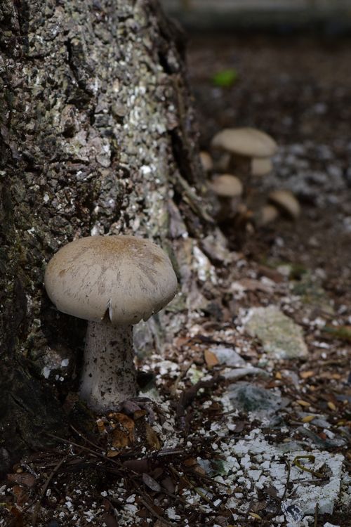 Free Close-up of wild mushrooms growing at the base of a tree in a forest setting, showcasing natural beauty. Stock Photo