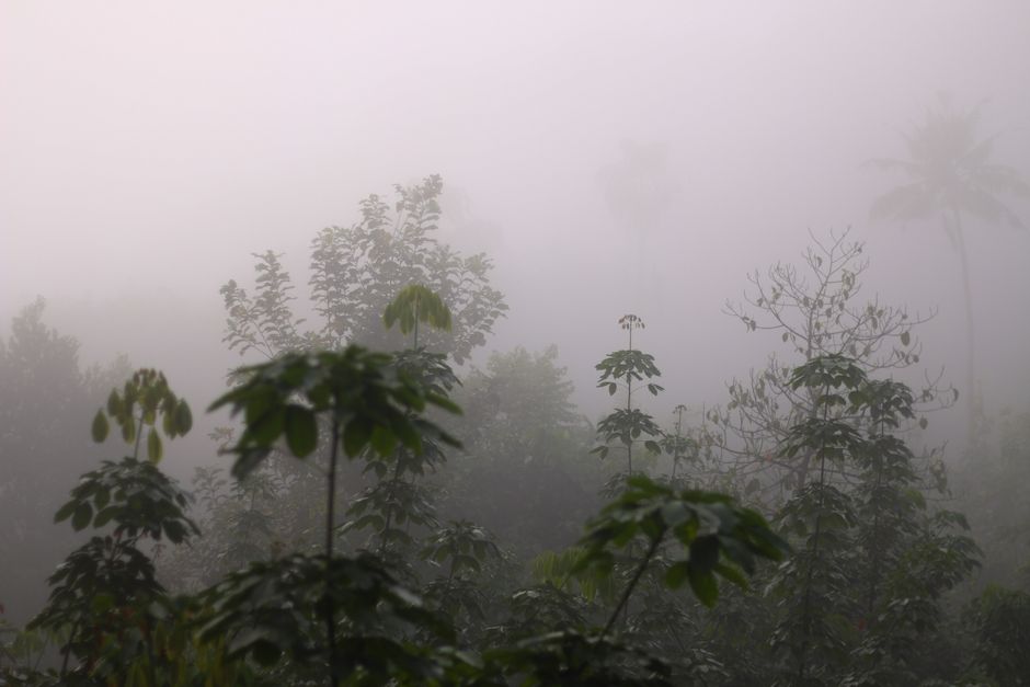 Végétation dense et brumeuse de forêt tropicale Branches et feuillage dense recouverts de brume sous la canopée, illustrant la difficulté de mise au point autofocus.