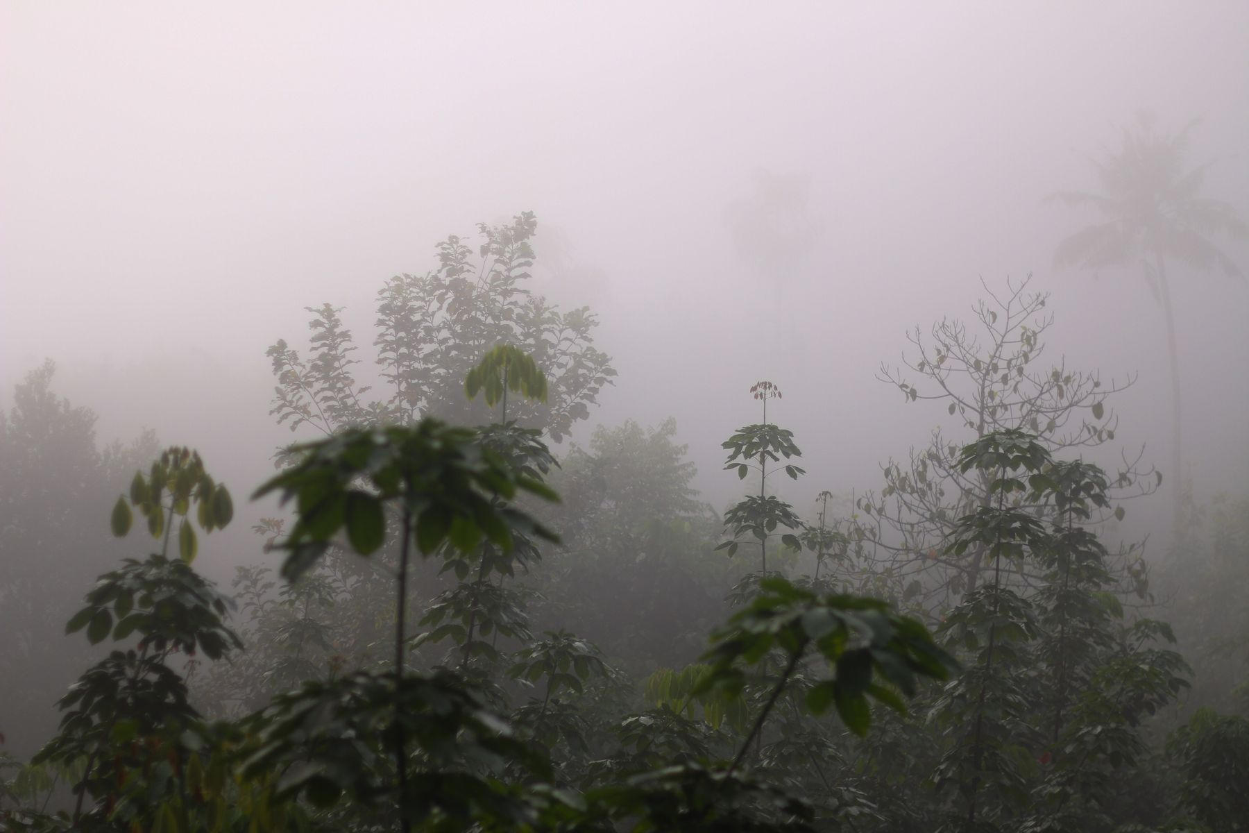 Fog drifting through the crowns of a tall broadleaf stand — photograph by Amal A S on Pexels