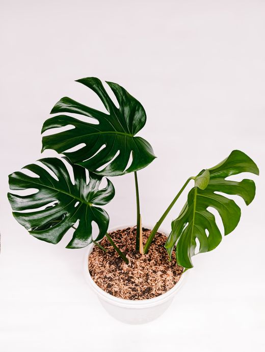 SVANTO white plant pot with a leafy monstera — photo by Danna Putra on Pexels