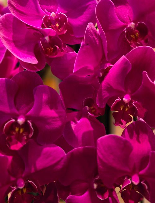 Free Close-up of vibrant purple orchids, showcasing detail and color in natural lighting. Stock Photo