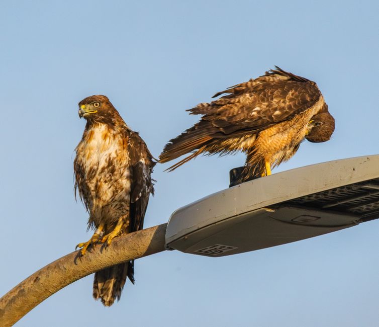 Professional services | Premier Private Rides Two red-tailed hawks perched on an urban streetlight against a clear blue sky.