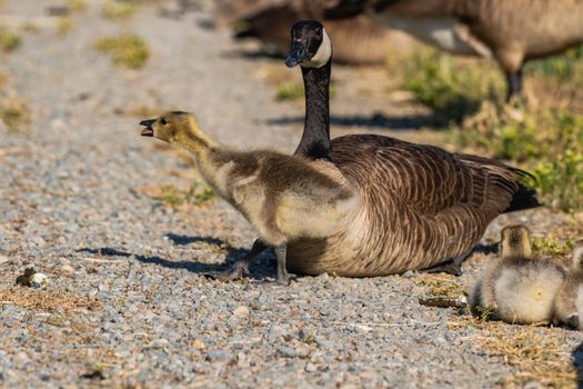 Canada goose and goslings on a gravel path, outdoors in spring.