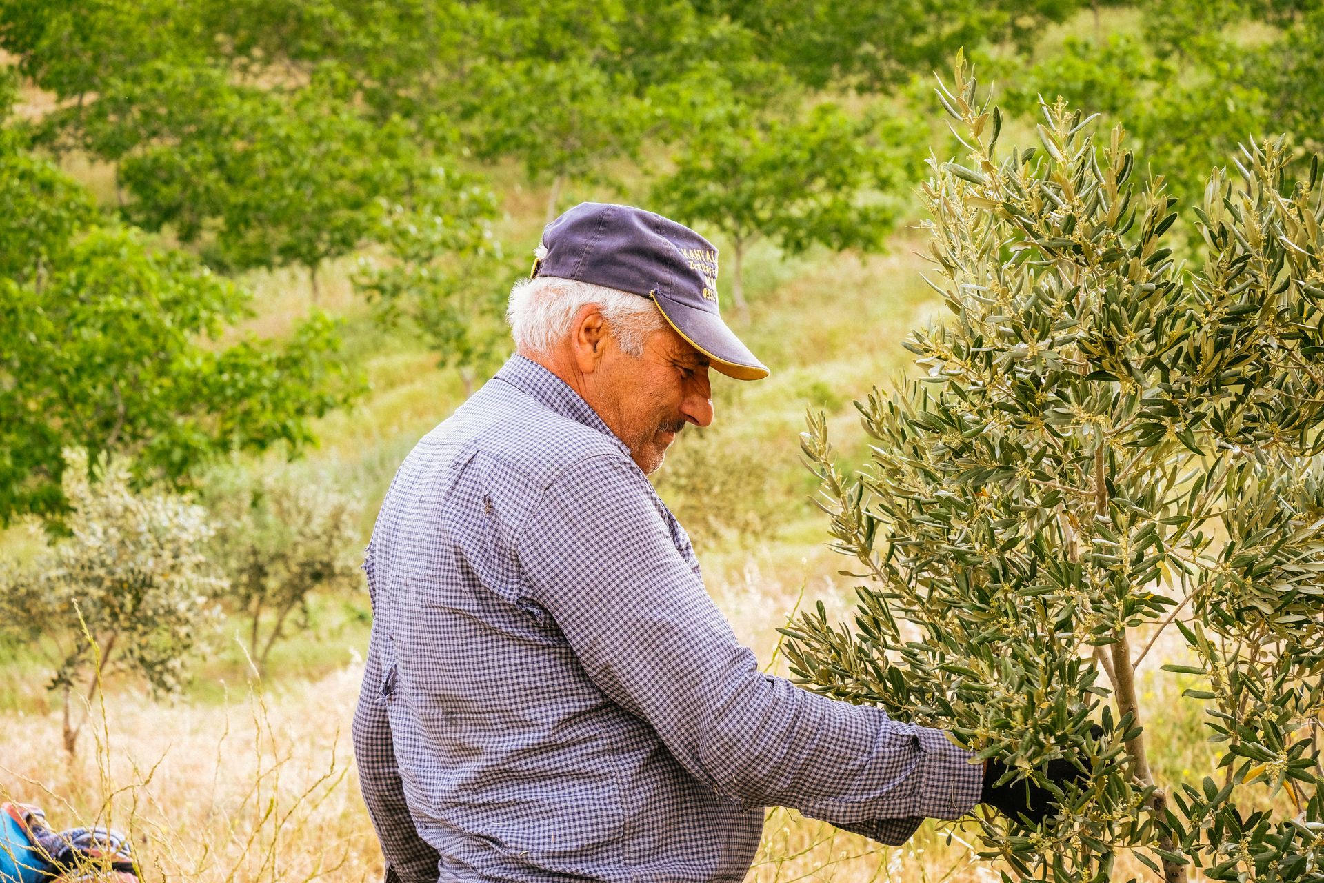 Senior male farmer nurturing olive tree in sunlit orchard, showcasing farming diligence.