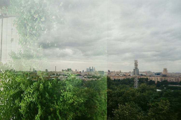 Green Leaf Trees Near Buildings