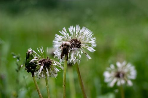 Free Detailed image of dandelion seed heads with blurred green background, ideal for nature and botanical themes. Stock Photo