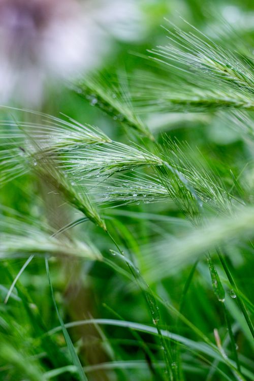 Free Vibrant green grass with dew drops showcasing a refreshing natural scene. Stock Photo