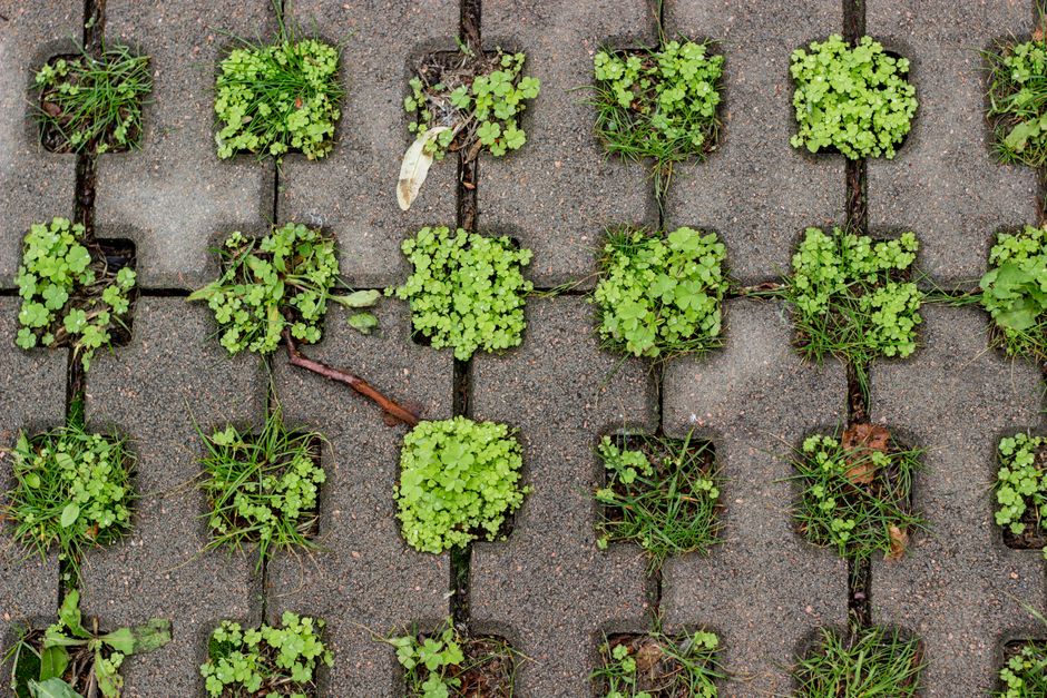 Best herbicide for Creeping Charlie that actually works — step-by-step reference media