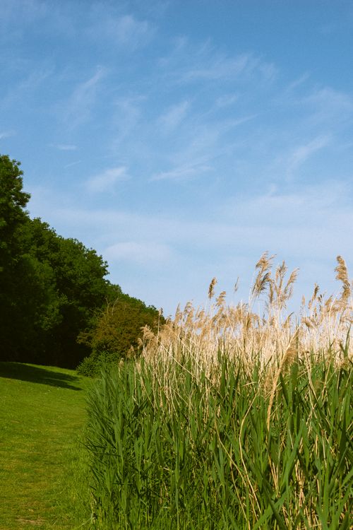 Free Peaceful outdoor scene of tall grasses under a sunny, blue sky, perfect for nature backgrounds. Stock Photo
